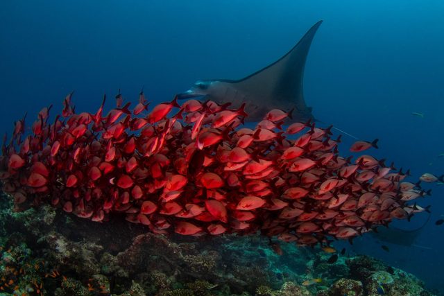Marine Ecology Specialized Diver