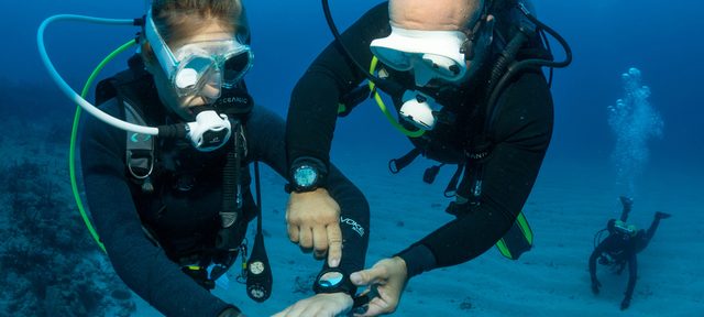 Complex Navigation Diver