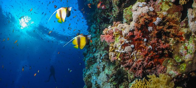 Deep Diver