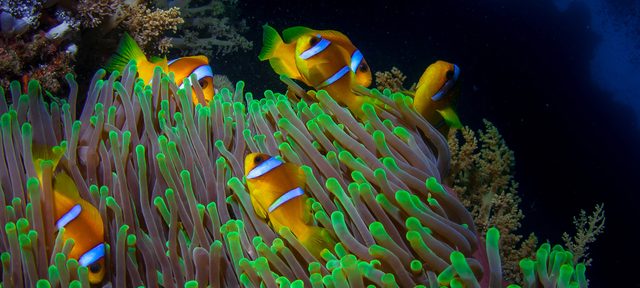 Marine Ecology Diver