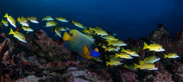 Explore Technical Diving