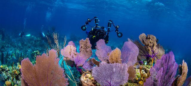 Photography Diver
